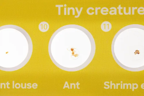 fényképe Levenhuk Discovery Flora & Fauna – 24 előkészített tárgylemezkészlet,  6