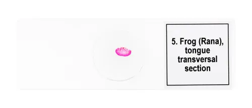 fényképe Levenhuk Discovery Prof DPS 5 mikropreparátum mintakészlet. „Kétéltűek”,  8