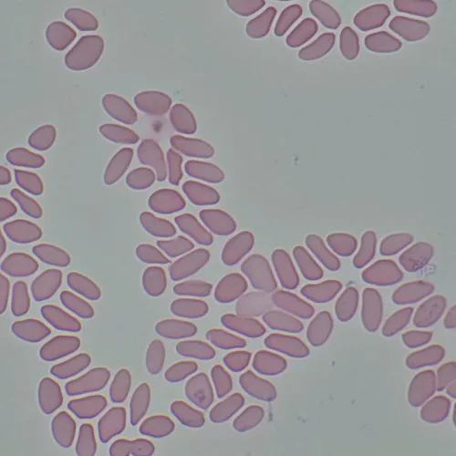 fotója MAGUS Bio 290T biológiai mikroszkóp,  27