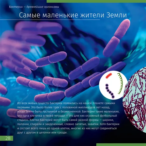 képe Láthatatlan világ. Ismeretterjesztő könyv,  5