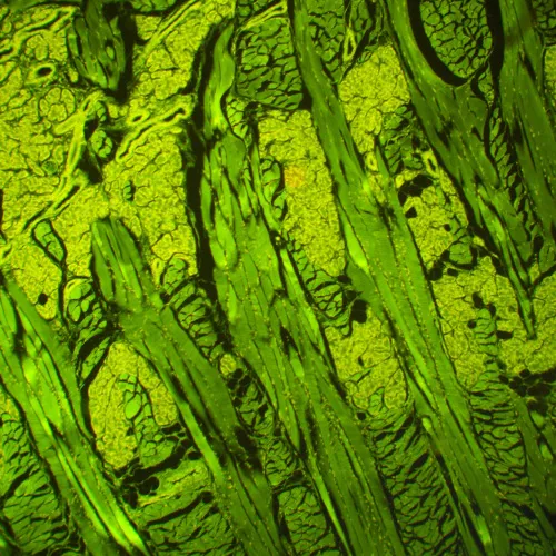 képe MAGUS Lum 460L fluoreszcens mikroszkóp,  21