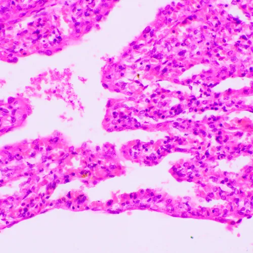 képe MAGUS Bio 270T biológiai mikroszkóp,  23