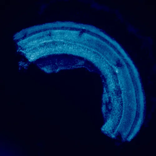 képe MAGUS Lum 460L fluoreszcens mikroszkóp,  23