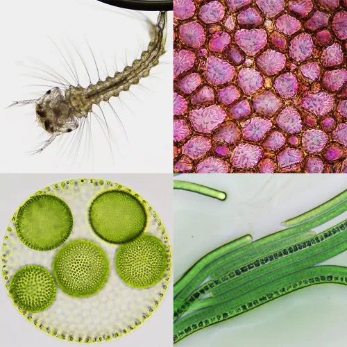 fotója Bresser Biorit ICD CS 5–20x LED sztereomikroszkóp,  4