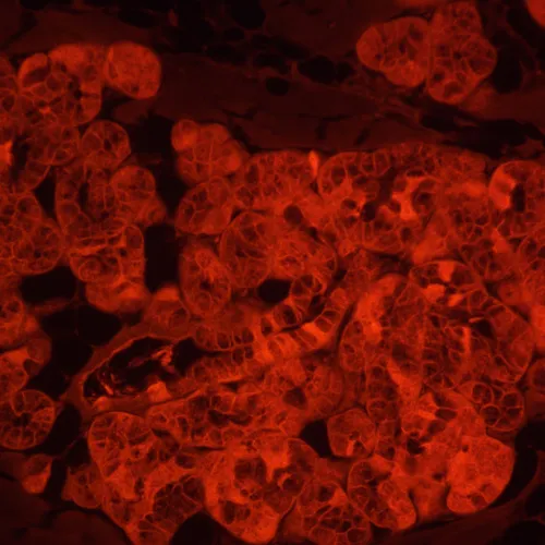 képe MAGUS Lum VD500L LCD fluoreszcens fordított digitális mikroszkóp,  24