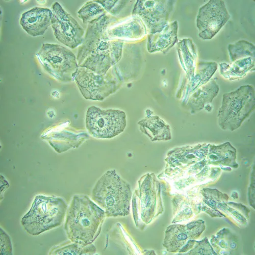 fényképe MAGUS Bio VD360 biológiai fordított digitális mikroszkóp,  26