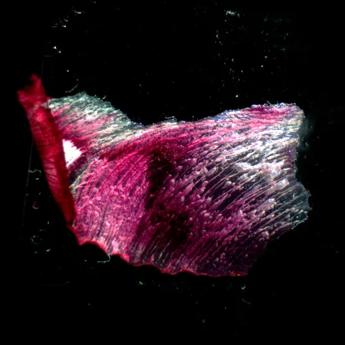 fotója MAGUS Stereo A18T sztereomikroszkóp,  3