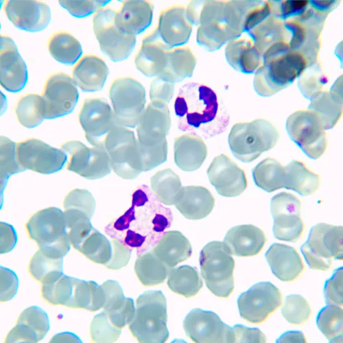 képe MAGUS Bio D230TL biológiai digitális mikroszkóp,  24