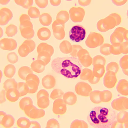 fényképe MAGUS Bio 250T biológiai mikroszkóp,  12