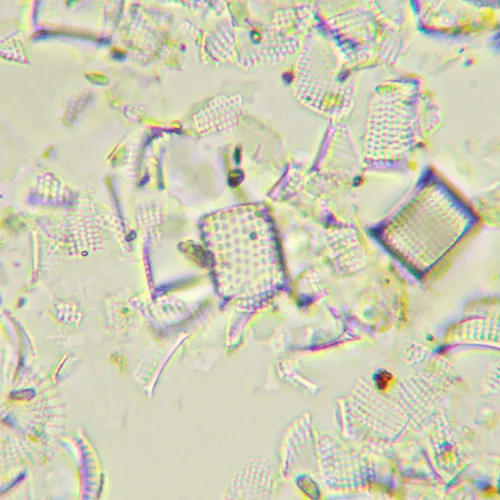 fotója MAGUS Bio 290T biológiai mikroszkóp,  26