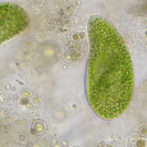 fotója Bresser Researcher Trino 40–1000x mikroszkóp,  14
