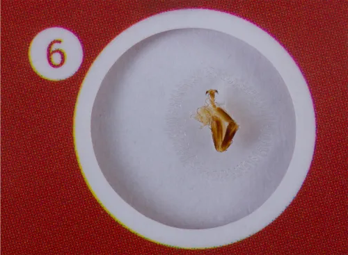 fényképe Levenhuk LabZZ C12 Élőlények – előkészített tárgylemez-készlet,  5