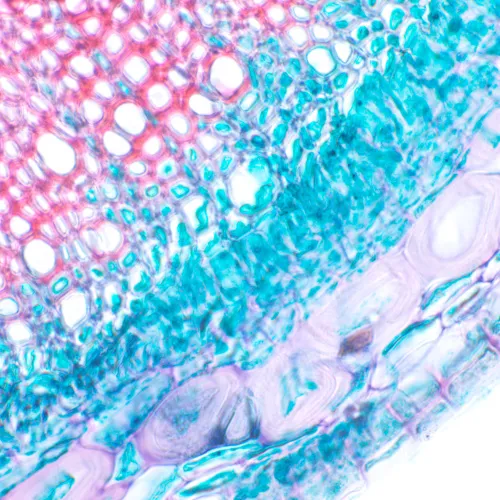 képe MAGUS Bio D230T biológiai digitális mikroszkóp,  24