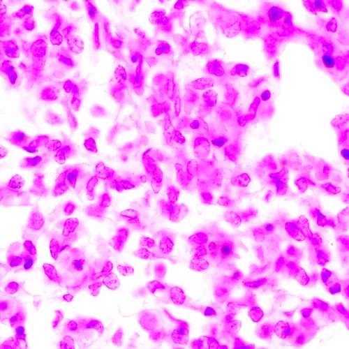 képe MAGUS Bio 270T biológiai mikroszkóp,  24