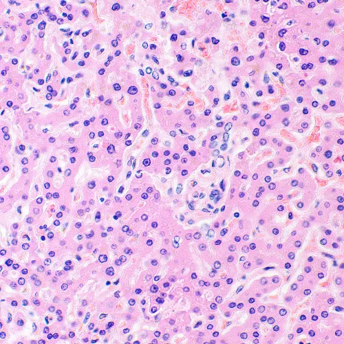 fotója MAGUS Bio 290T biológiai mikroszkóp,  28