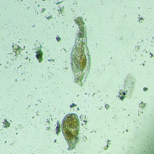 fényképe MAGUS Bio VD300 biológiai fordított digitális mikroszkóp,  19