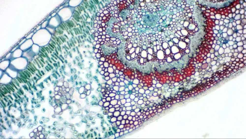 fotója Bresser MikrOkular Full HD szemlencsés digitális kamera,  8