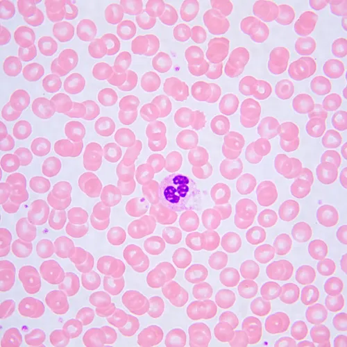 képe MAGUS Bio 240T biológiai mikroszkóp,  24