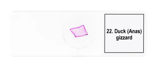 fényképe Levenhuk Discovery Prof DPS 25 mikropreparátum mintakészlet. „Biológia, madarak stb.”,  11