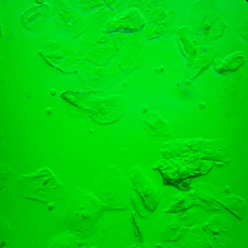 képe MAGUS Bio VD360 LCD biológiai fordított digitális mikroszkóp,  30