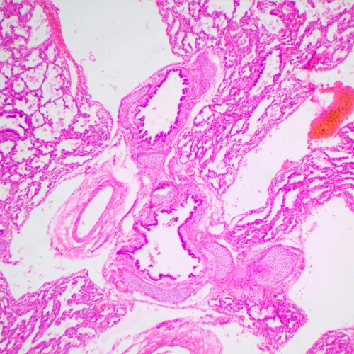 képe MAGUS Bio 240T biológiai mikroszkóp,  23