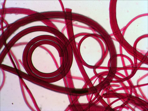 fotója Levenhuk N10 NG előkészített tárgylemezkészlet,  8