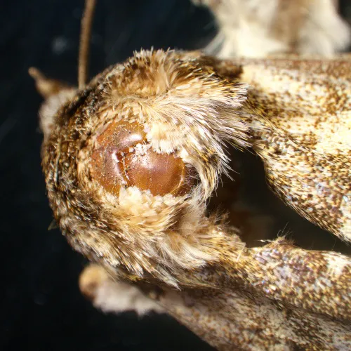 fotója MAGUS Stereo A18T sztereomikroszkóp,  6