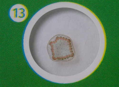 fotója Levenhuk LabZZ P12 Növények – előkészített tárgylemez-készlet,  5