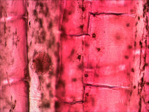 fotója Levenhuk N10 NG előkészített tárgylemezkészlet,  9