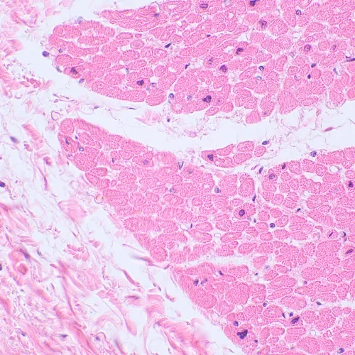 fotója MAGUS Bio 230BL biológiai mikroszkóp,  22