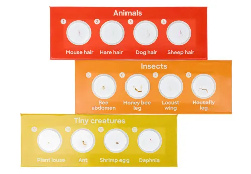 6463664 Levenhuk Discovery Fauna – 12 előkészített tárgylemez-készlet,  3